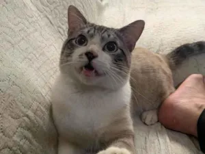 Gato raça SRD-ViraLata idade 1 ano nome Mano