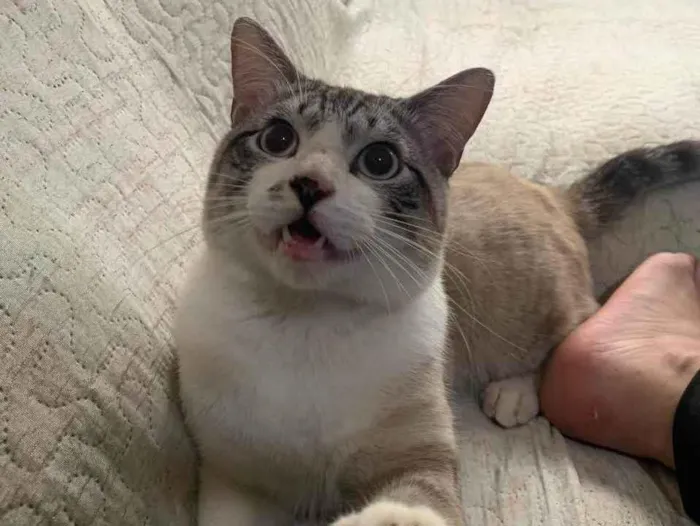 Gato ra a SRD-ViraLata idade 1 ano nome Mano