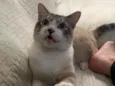 Mano