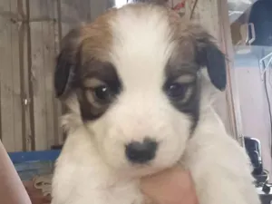Cachorro raça SRD-ViraLata idade Abaixo de 2 meses nome Filhote