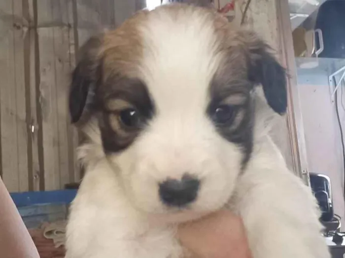 Cachorro ra a SRD-ViraLata idade Abaixo de 2 meses nome Filhote