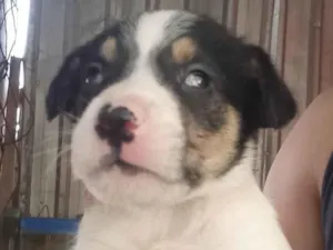 Cachorro raça SRD-ViraLata idade Abaixo de 2 meses nome Filhote