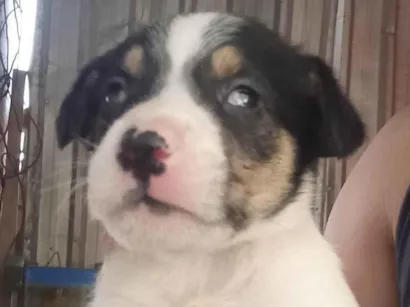 Cachorro raça SRD-ViraLata idade Abaixo de 2 meses nome Filhote