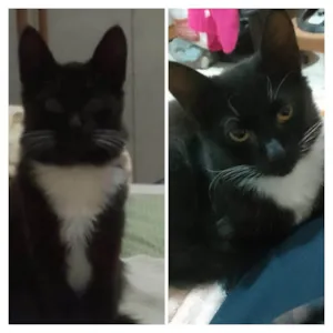 Gato raça SRD-ViraLata idade 2 a 6 meses nome pelucia