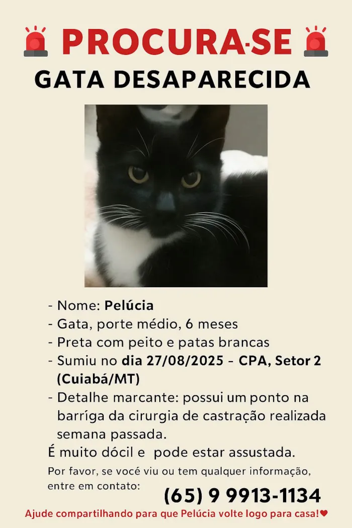 Gato ra a SRD-ViraLata idade 2 a 6 meses nome pelucia