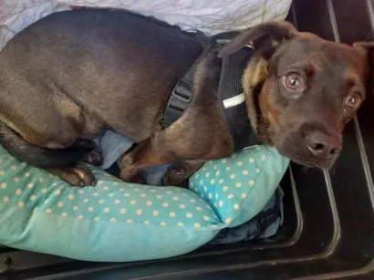 Cachorro raça SRD-ViraLata idade 7 a 11 meses nome Maylon
