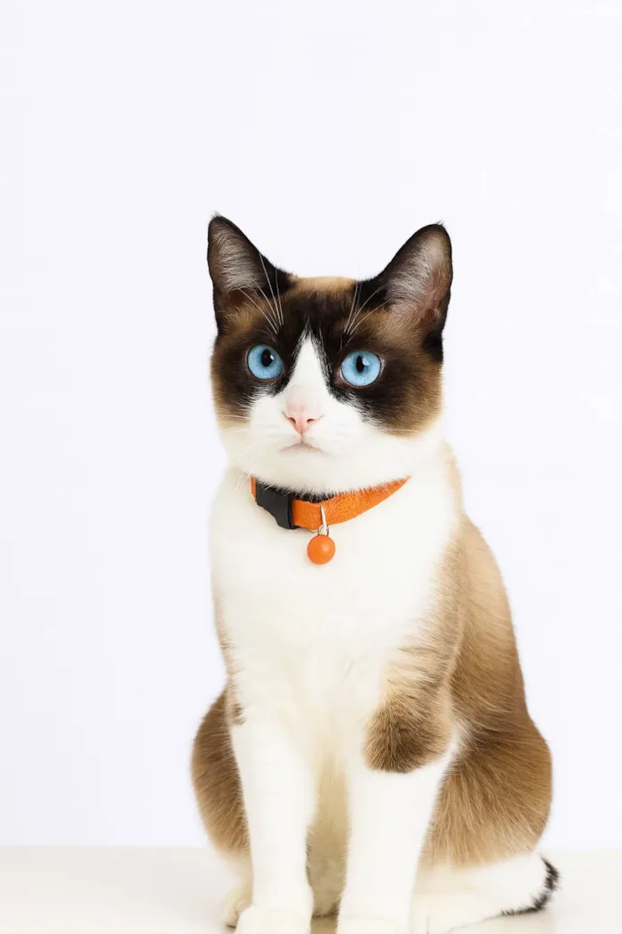 Gato ra a SRD-ViraLata idade 2 anos nome Zoe 