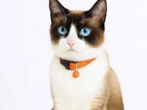Gato raça SRD-ViraLata idade 2 anos nome Zoe 