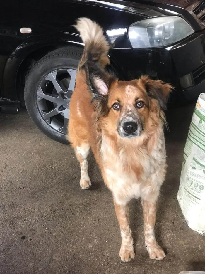 Cachorro ra a Pastor Alemão idade 1 ano nome Jack 