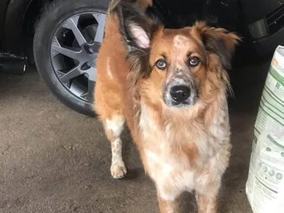 Cachorro raça Pastor Alemão idade 1 ano nome Jack 