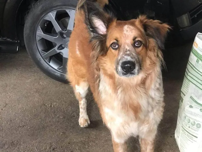 Cachorro ra a Pastor Alemão idade 1 ano nome Jack 