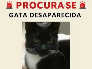 Gato raça SRD-ViraLata idade 2 a 6 meses nome pelucia