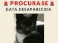 pelucia