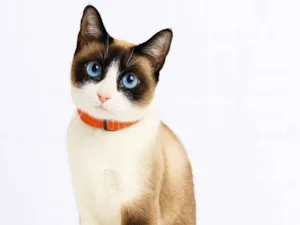 Gato raça SRD-ViraLata idade 2 anos nome Zoe 