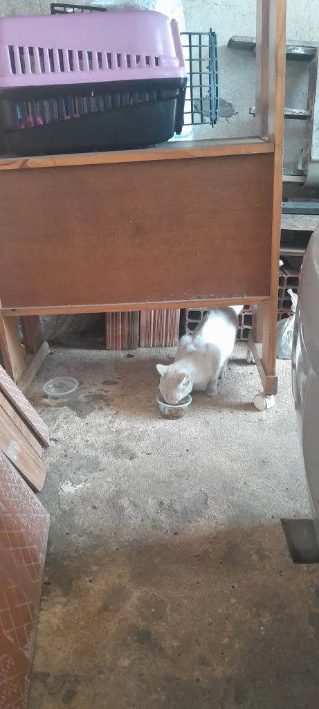 Gato ra a SRD-ViraLata idade 2 a 6 meses nome Falar com Marcelo - Whats 11 95080-2235