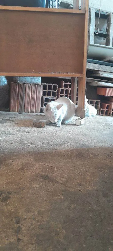 Gato ra a SRD-ViraLata idade 2 a 6 meses nome Falar com Marcelo - Whats 11 95080-2235