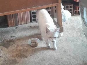 Gato raça SRD-ViraLata idade 2 a 6 meses nome Falar com Marcelo - Whats 11 95080-2235