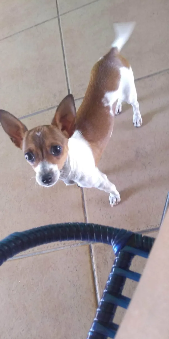 Cachorro ra a Pinscher idade 5 anos nome Venom 