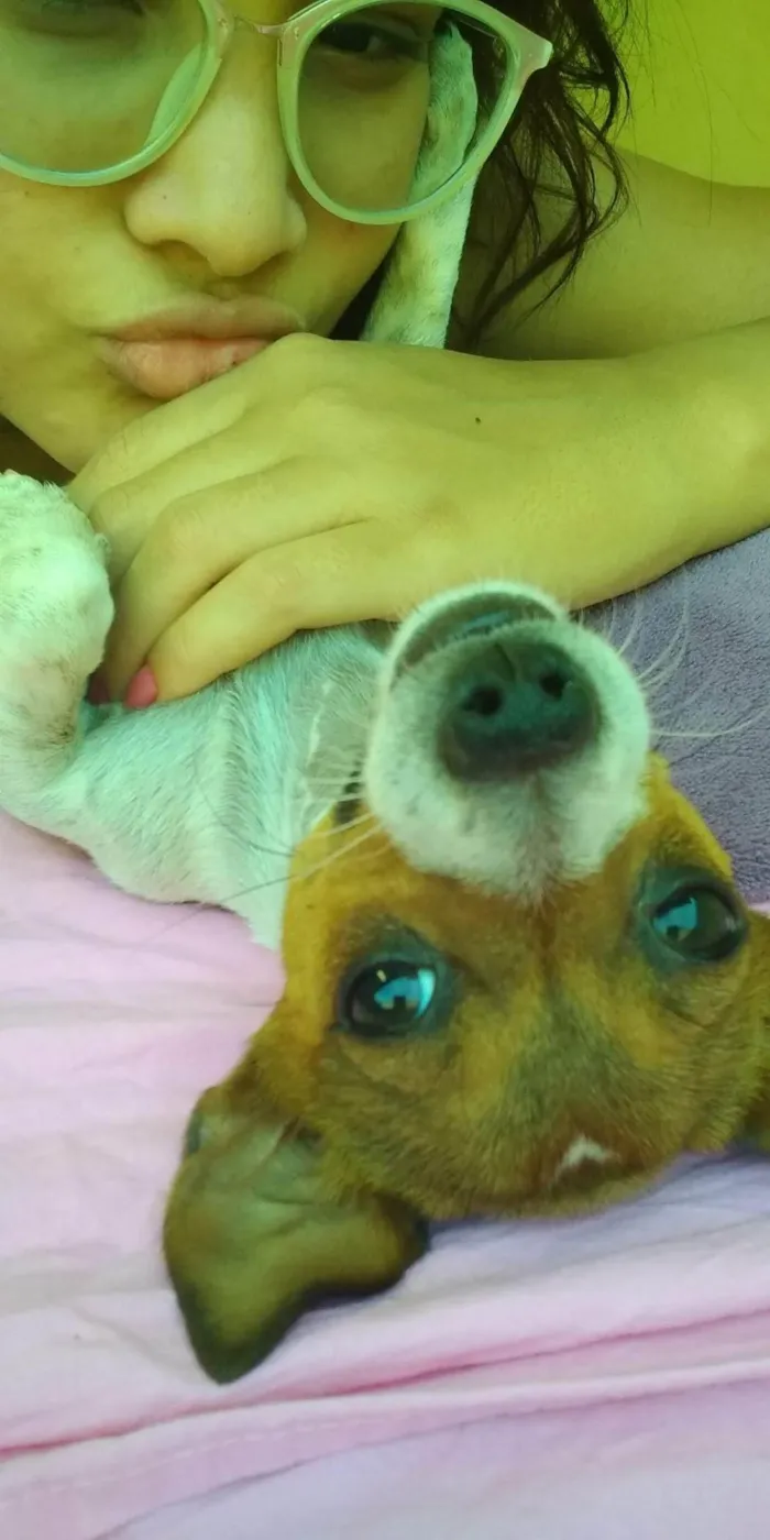 Cachorro ra a Pinscher idade 5 anos nome Venom 