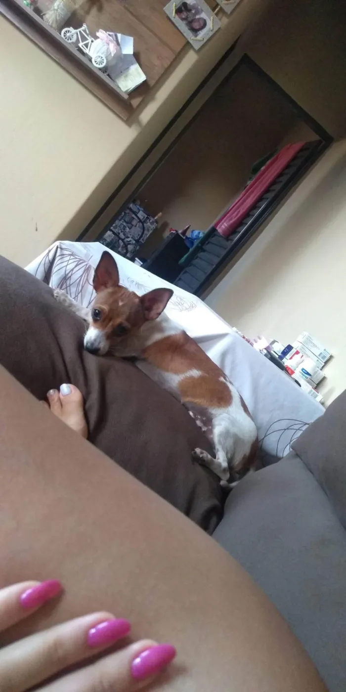 Cachorro ra a Pinscher idade 5 anos nome Venom 