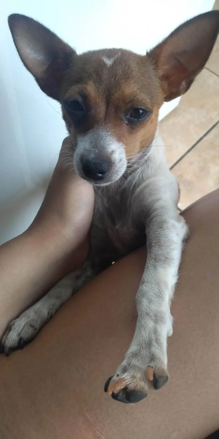 Cachorro ra a Pinscher idade 5 anos nome Venom 