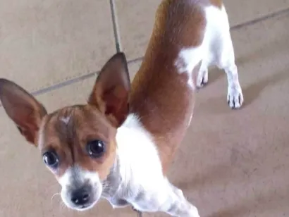 Cachorro raça Pinscher idade 5 anos nome Venom 