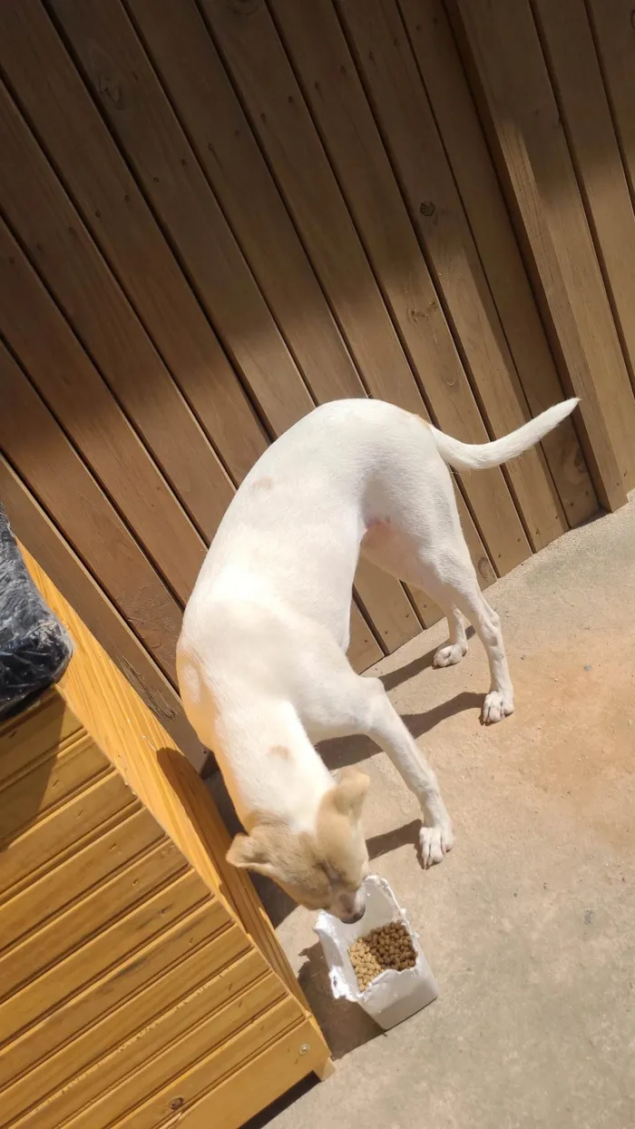 Cachorro ra a SRD-ViraLata idade 1 ano nome Faisca