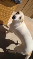 Faisca