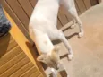 Faisca