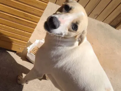 Cachorro raça SRD-ViraLata idade 1 ano nome Faisca