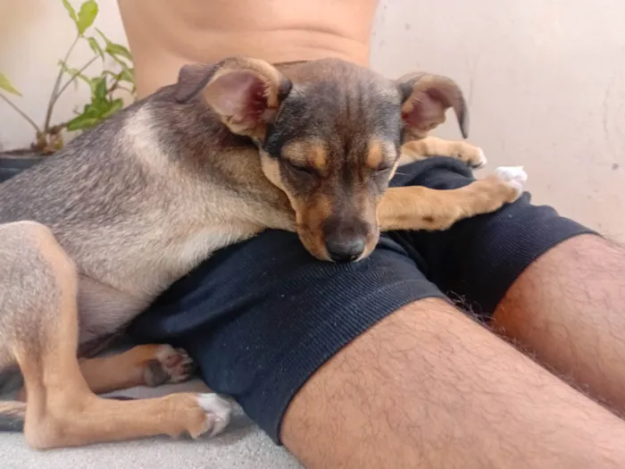 Cachorro ra a SRD-ViraLata idade 2 a 6 meses nome Blue