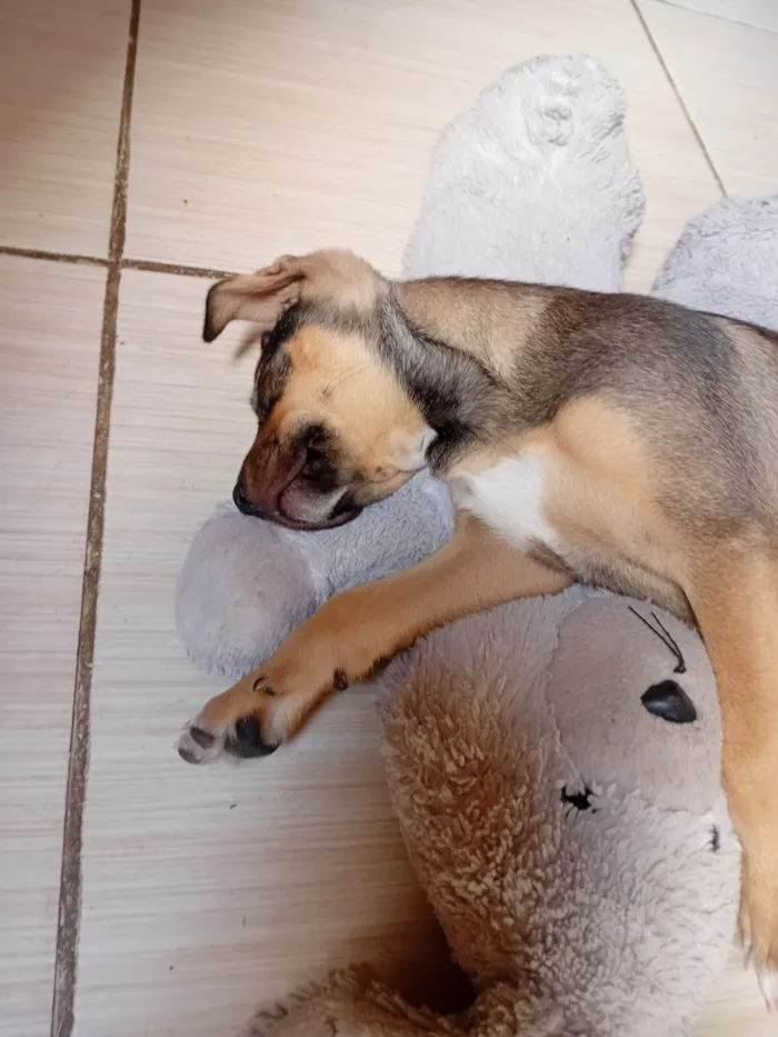 Cachorro ra a SRD-ViraLata idade 2 a 6 meses nome Blue
