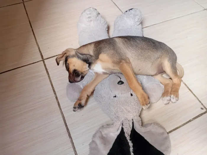 Cachorro ra a SRD-ViraLata idade 2 a 6 meses nome Blue