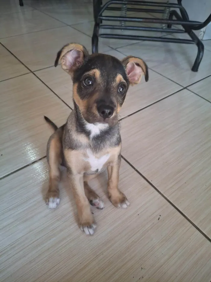 Cachorro ra a SRD-ViraLata idade 2 a 6 meses nome Blue