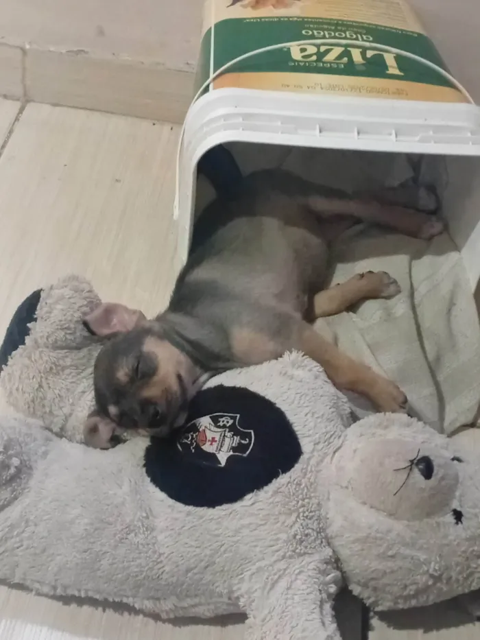 Cachorro ra a SRD-ViraLata idade 2 a 6 meses nome Blue