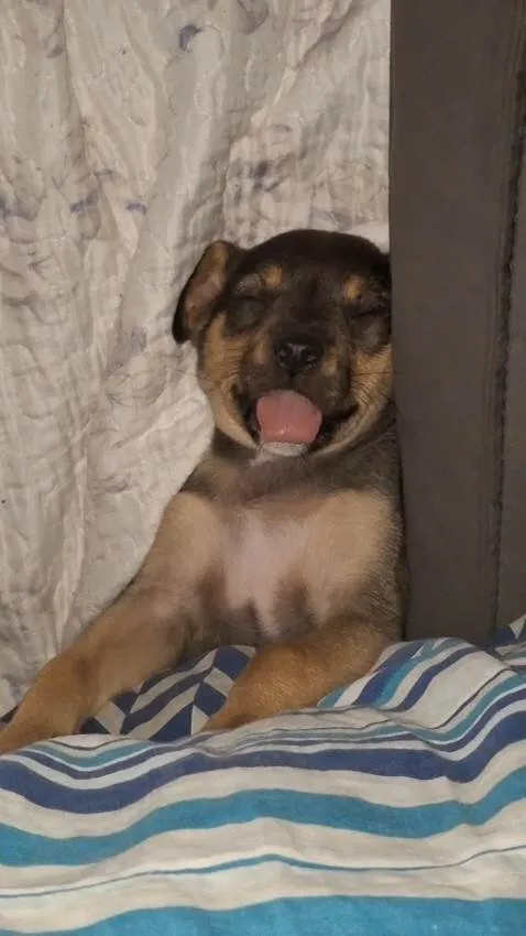 Cachorro ra a SRD-ViraLata idade 2 a 6 meses nome Blue