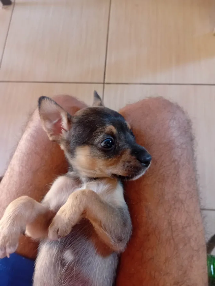 Cachorro ra a SRD-ViraLata idade 2 a 6 meses nome Blue