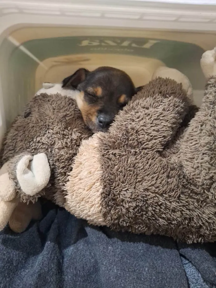 Cachorro ra a SRD-ViraLata idade 2 a 6 meses nome Blue
