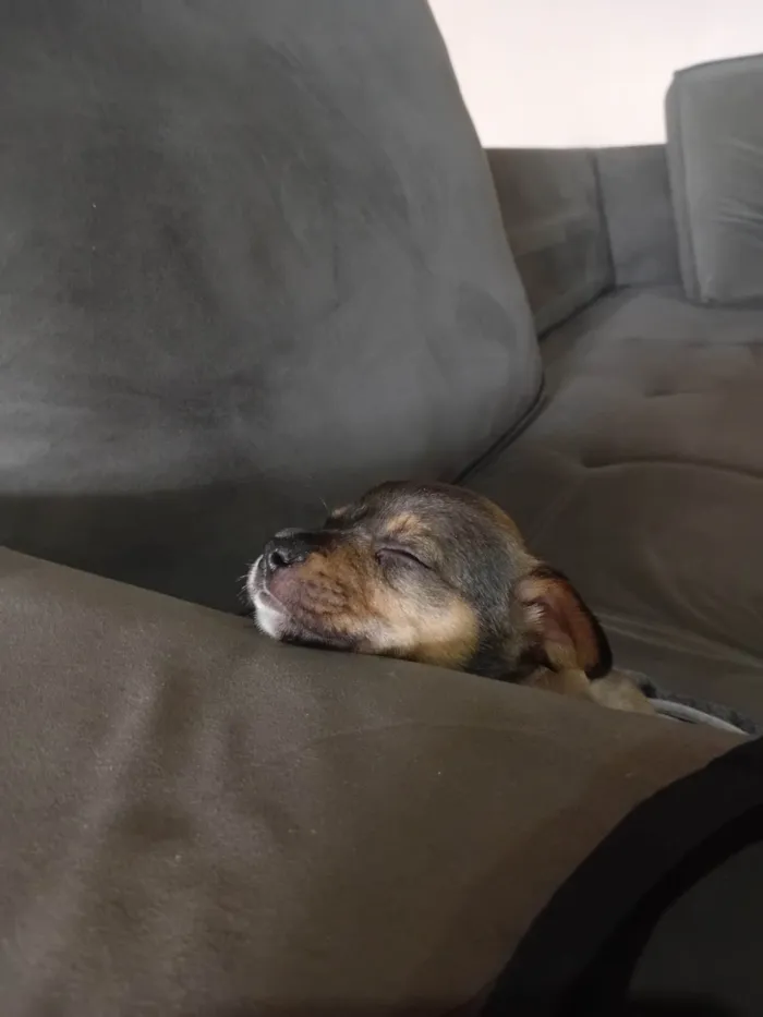 Cachorro ra a SRD-ViraLata idade 2 a 6 meses nome Blue