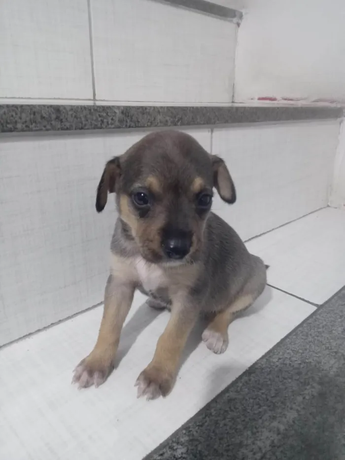 Cachorro ra a SRD-ViraLata idade 2 a 6 meses nome Blue