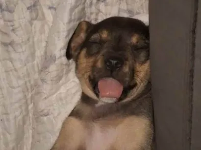 Cachorro raça SRD-ViraLata idade 2 a 6 meses nome Blue