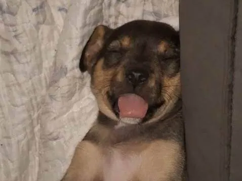 Cachorro ra a SRD-ViraLata idade 2 a 6 meses nome Blue