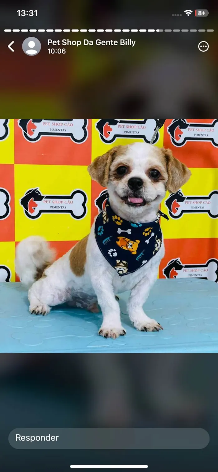 Cachorro ra a Shitzu idade 2 anos nome Billy