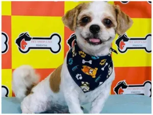Cachorro raça Shitzu idade 2 anos nome Billy