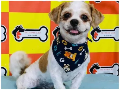 Cachorro raça Shitzu idade 2 anos nome Billy