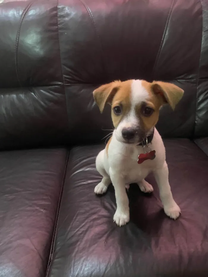 Cachorro ra a SRD-ViraLata idade Abaixo de 2 meses nome marty 