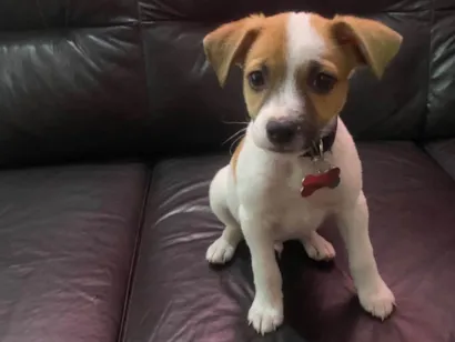 Cachorro raça SRD-ViraLata idade Abaixo de 2 meses nome marty 