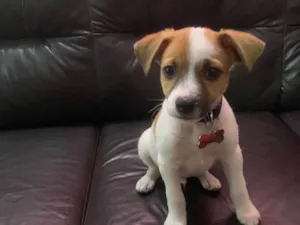 Cachorro raça SRD-ViraLata idade Abaixo de 2 meses nome Marty
