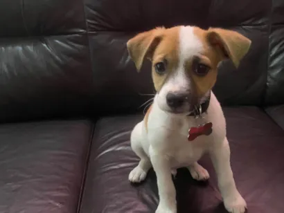 Cachorro raça SRD-ViraLata idade Abaixo de 2 meses nome Marty