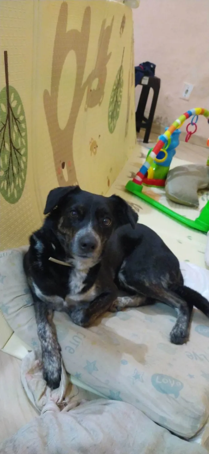 Cachorro ra a SRD-ViraLata idade 2 anos nome Keiko